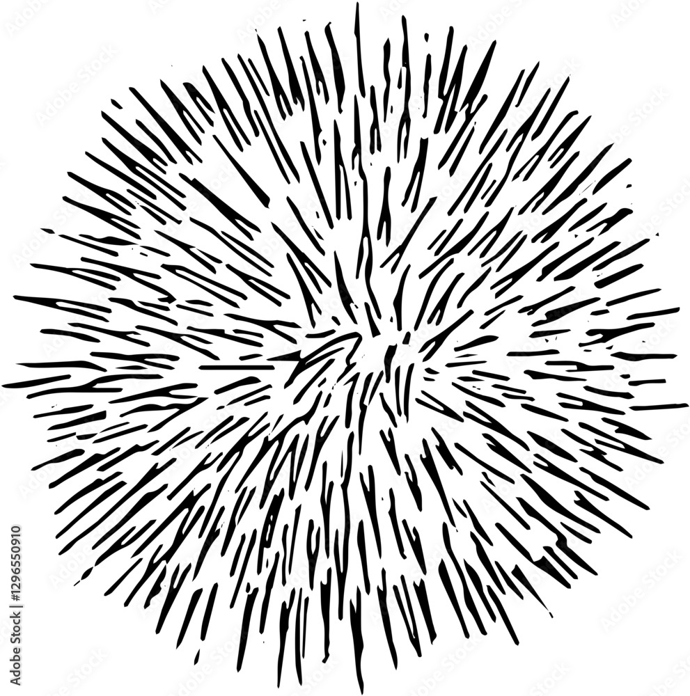 Obraz premium Fruit. Hand drawn vector isolated engraved sketch. Rambutan 