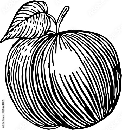 Fruit. Hand drawn vector isolated engraved sketch. Plum