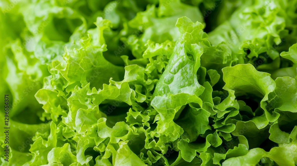 Close-up of Fresh Organic Greens for Healthy Salad Creations Close-up of Fresh Organic Greens for Healthy Salad Creations