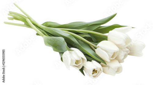 Bouquet of white tulips lying on transparent background