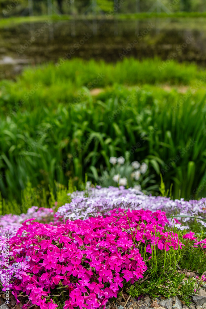 Obraz premium 岐阜県郡上市 鮮やかな満開の芝桜 5月 