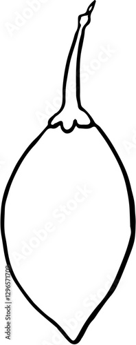 Fruit. Hand drawn vector isolated sketch. Tamarillo 