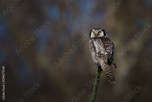 Northern hawk owl (Surnia ulula)