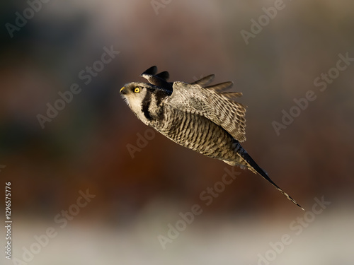 Northern hawk owl (Surnia ulula) photo