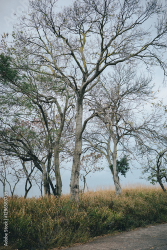 Wallpaper Mural tree in the park Torontodigital.ca