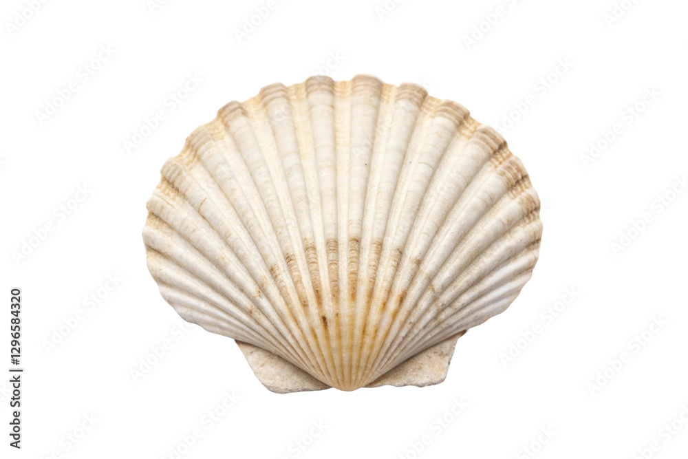 Shell collection displayed with attention to detail highlighting natural beauty and textures for coastal decoration or educational purposes, cut out Shell collection displayed with attention to detail highlighting natural beauty and textures for coastal decoration or educational purposes, cut out