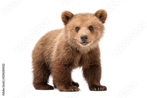 Cute brown bear cub looking playfully at the viewer in a natural setting showcasing youthful energy and curiosity, cut out