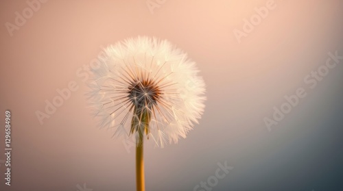  Art photograph depicting a large dandelion in soft ,wallpaper or background 