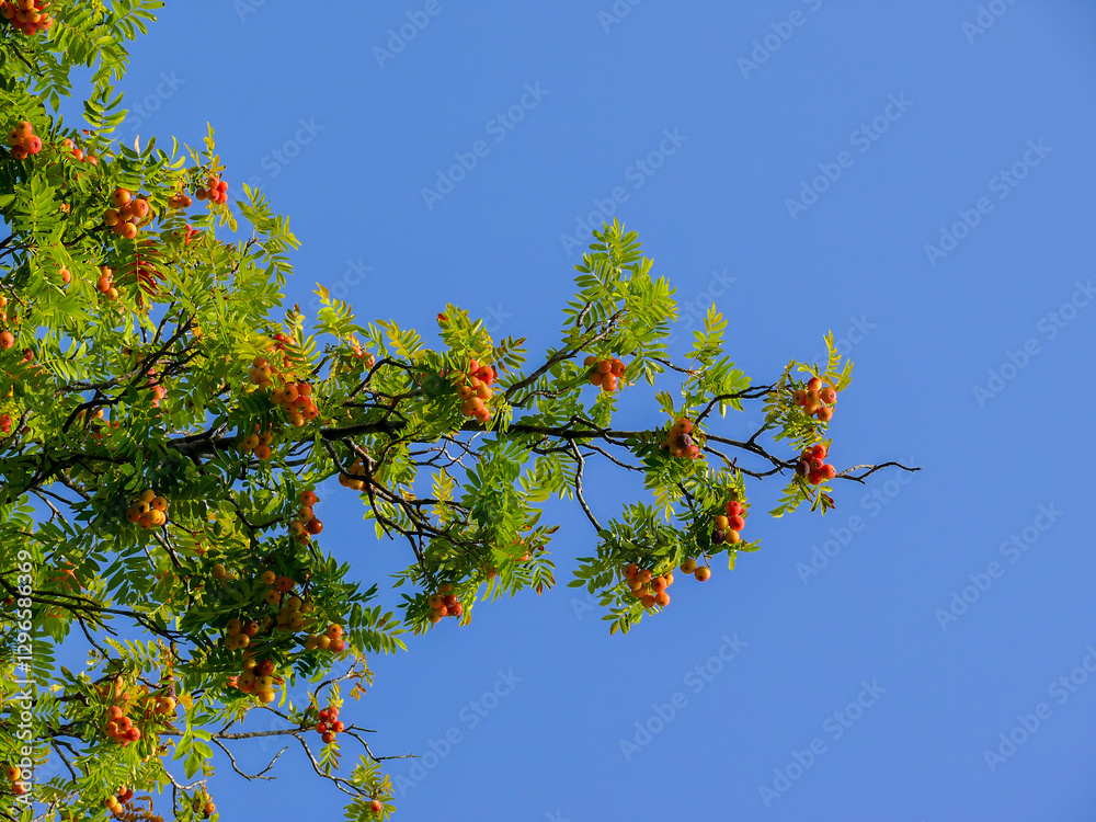 Fruits of the True Service tree (Sorbus domestica). Fruits of the True Service tree (Sorbus domestica).