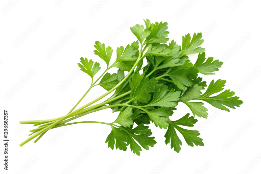 Fresh parsley bundle ideal for cooking and garnishing dishes in a vibrant kitchen setting, cut out Fresh parsley bundle ideal for cooking and garnishing dishes in a vibrant kitchen setting, cut out