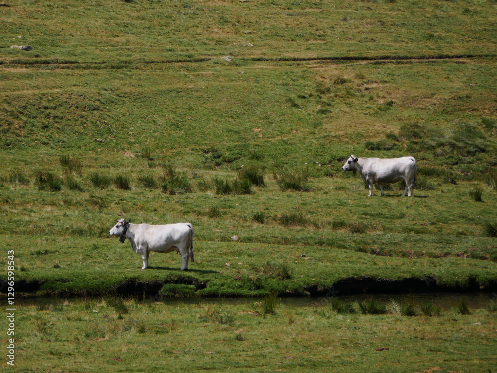 Obraz premium two white cows in a fresh green natural meadow