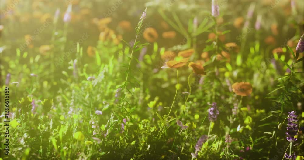 Vibrant wildflowers of various colors flourish in a sunlit meadow filled with green grass and sunlight filtering through. The scene captures the essence of springs beauty and warmth. Vibrant wildflowers of various colors flourish in a sunlit meadow filled with green grass and sunlight filtering through. The scene captures the essence of springs beauty and warmth.