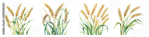 Set watercolor ears of wheat with green leaves harvest agricultural isolated on transparent background