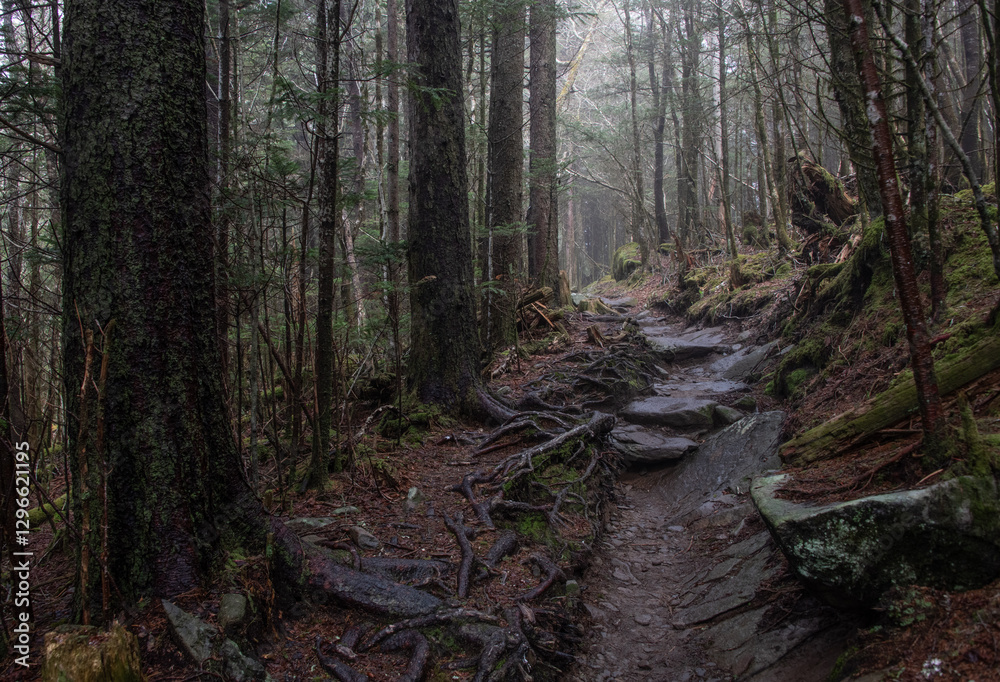 Into the Woods Into the Woods