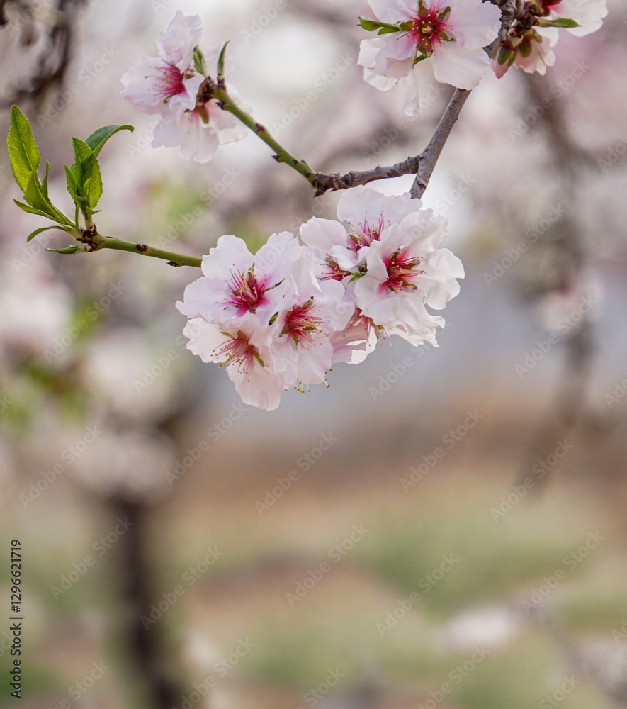 almond orchards in bloom, spring delicate background almond orchards in bloom, spring delicate background