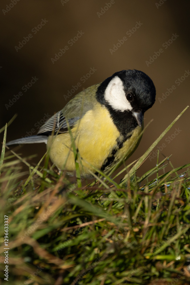 Fototapeta premium portrait mésange charbonnière 
