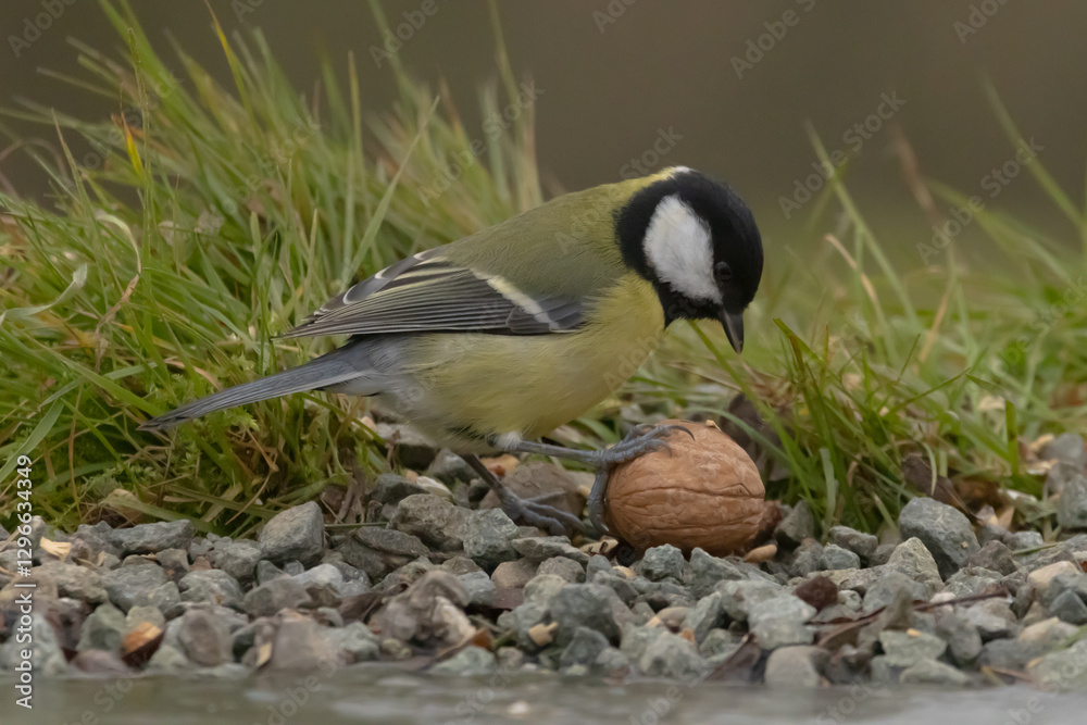 Obraz premium une mésange charbonnière qui joue avec une grosse noix 