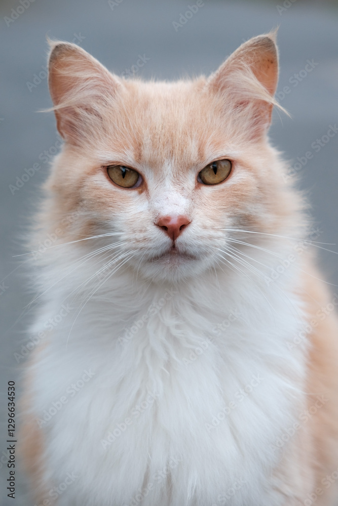 Portrait of a cat with fluffy ears Portrait of a cat with fluffy ears