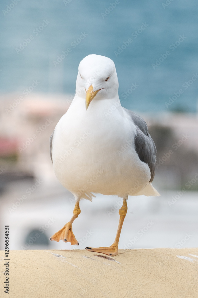 Obraz premium seagull on the pier