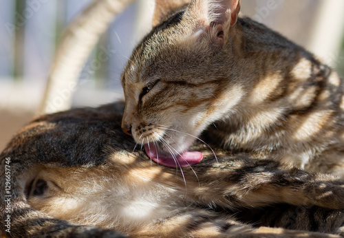 Wallpaper Mural a cat sits in the shade, licking its fur and grooming itself. Its tongue curls as it carefully cleans paws and body, maintaining hygiene. The soft lighting highlights its relaxed and natural behavior Torontodigital.ca