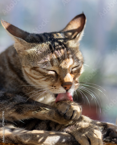 a cat sits in the shade, licking its fur and grooming itself. Its tongue curls as it carefully cleans paws and body, maintaining hygiene. The soft lighting highlights its relaxed and natural behavior