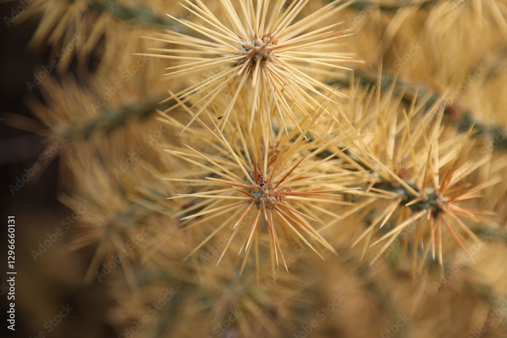 Fototapeta premium cactus in the garden
