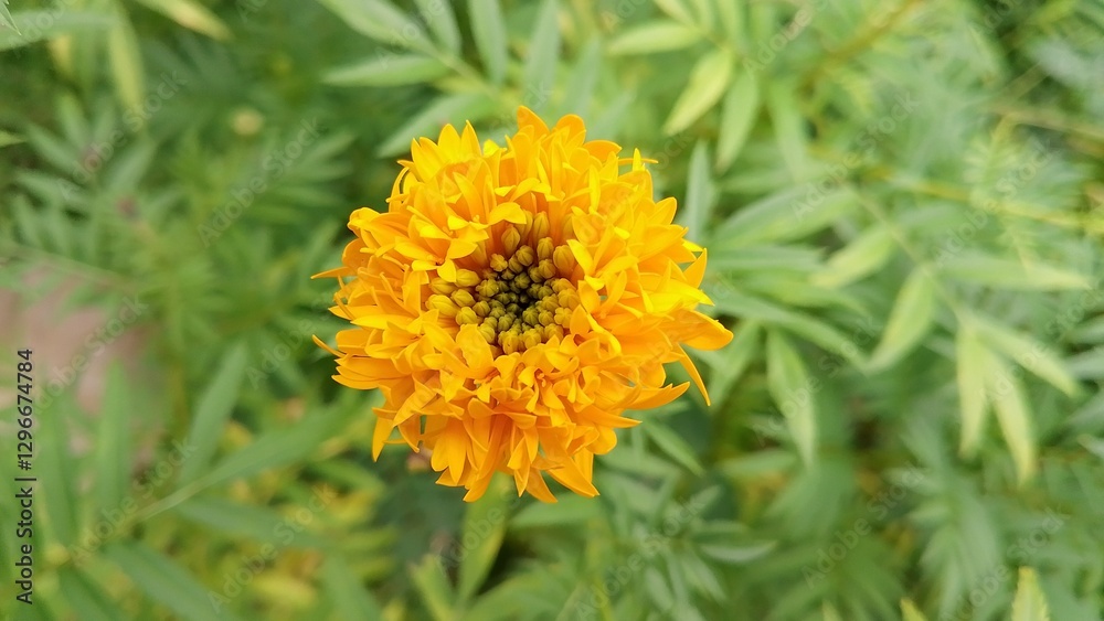Zendu Flowers in Full Glory. Yellow marigold flower. Marigold (Tagetes) The Golden Charm of Nature. Lush Marigold Plants with Green Leaves. Beautiful yellow flower plant for background picture Zendu Flowers in Full Glory. Yellow marigold flower. Marigold (Tagetes) The Golden Charm of Nature. Lush Marigold Plants with Green Leaves. Beautiful yellow flower plant for background picture