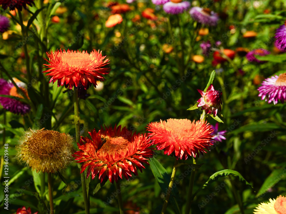 Pink gold strawflower- Everlasting or Paper daisies (Helichrysum bracteatum) Pink gold strawflower- Everlasting or Paper daisies (Helichrysum bracteatum)