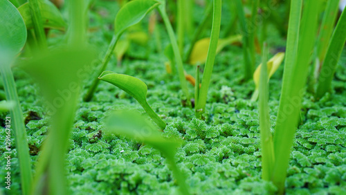 Foto Limnocharis flava, genjer, kelayan, hyacinth is type of swamp plant that found in rice fields or shallow water