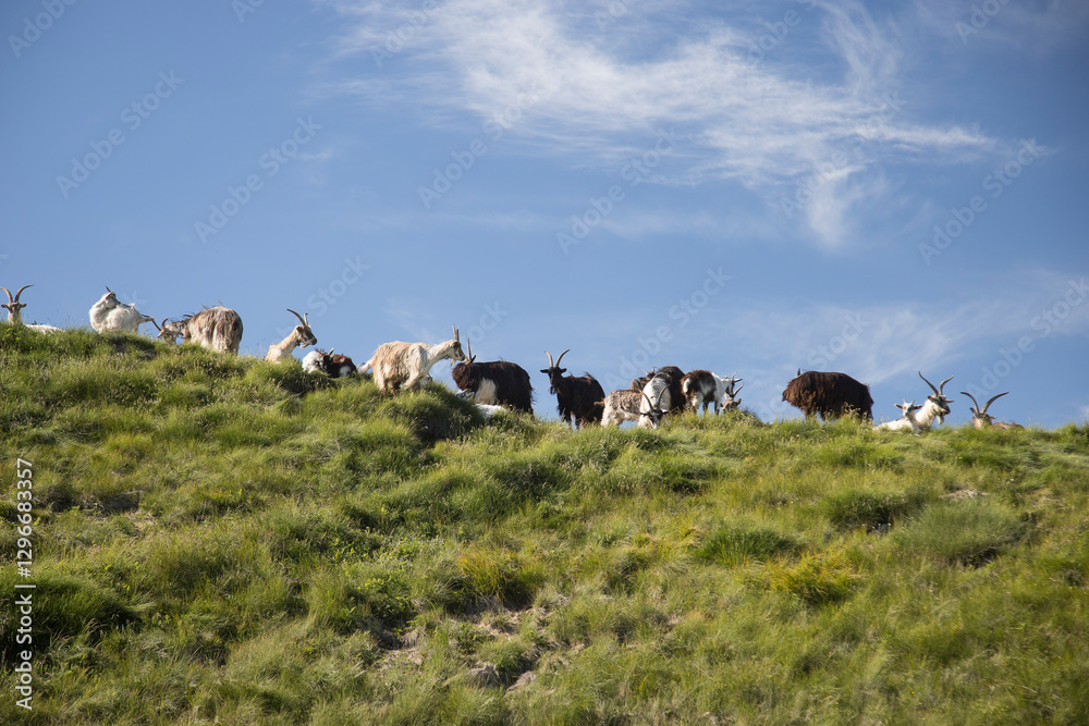 Obraz premium Group of goats. Goats grazing in a mountain meadow.