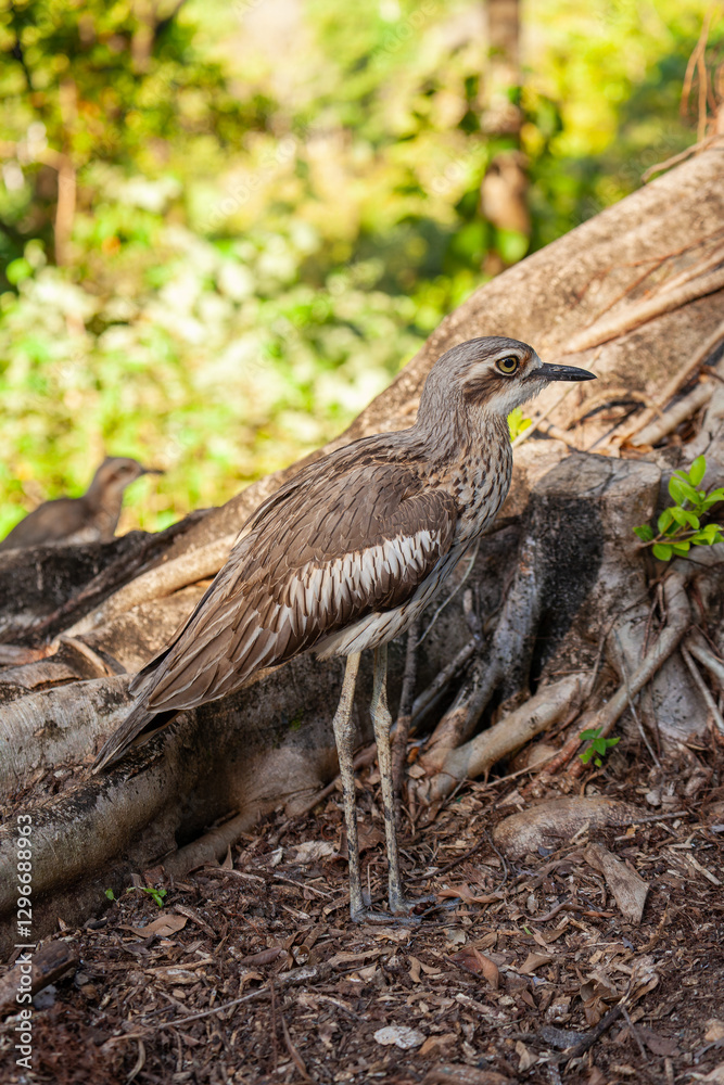 Langschwanztriel Burhinus grallarius in Queensland Australien.