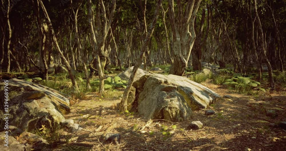 Dense forest filled with green foliage and large stones under bright midday sun. Sunlight filters through tree branches, creating a peaceful, natural setting. Dense forest filled with green foliage and large stones under bright midday sun. Sunlight filters through tree branches, creating a peaceful, natural setting.