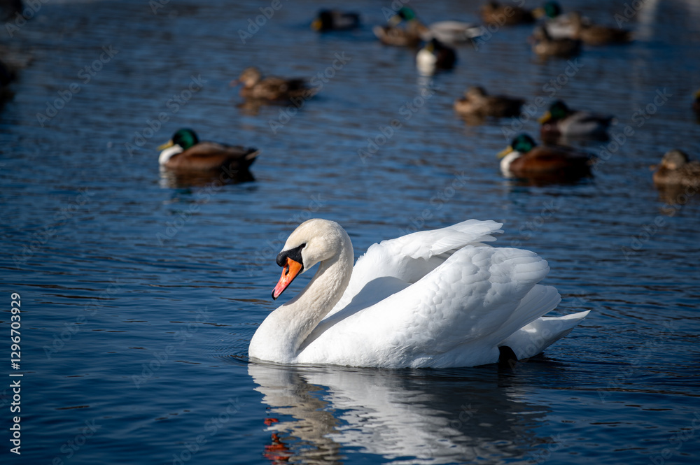 Naklejka premium beautiful white swan in the lake