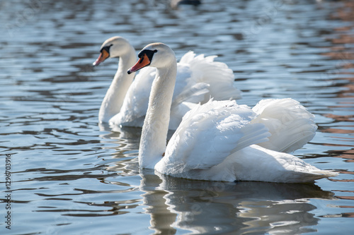 two beautiful white swans on the lake