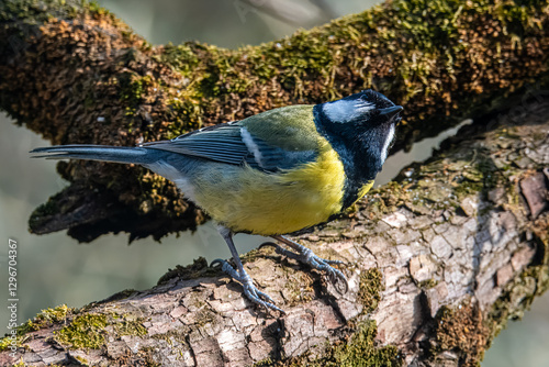 Una cinciallegra (Parus major) appollaiata su un tronco, china la testa per guardare qualcosa sopra di sé.