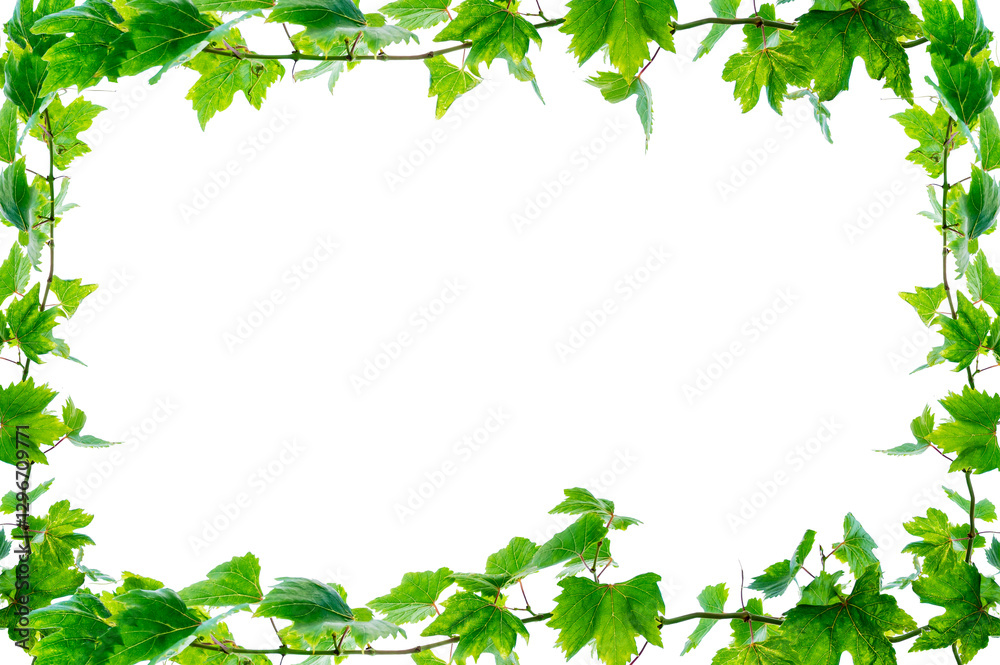 vine frame leaf vine circle Isolate on transparent background PNG file vine frame leaf vine circle Isolate on transparent background PNG file