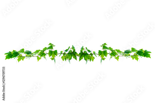 vine frame leaf vine circle Isolate on transparent background PNG file