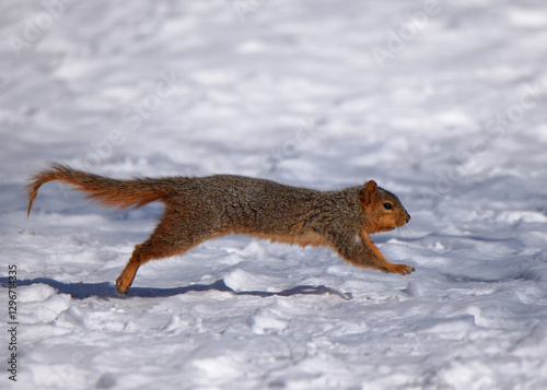 One squirrel running across a snowy path