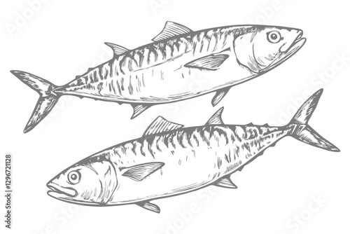 Hand-drawn sketch illustration of a mackerel fish in vintage etching style. Detailed line art with textured shading, perfect for menus, packaging, and marine-themed designs