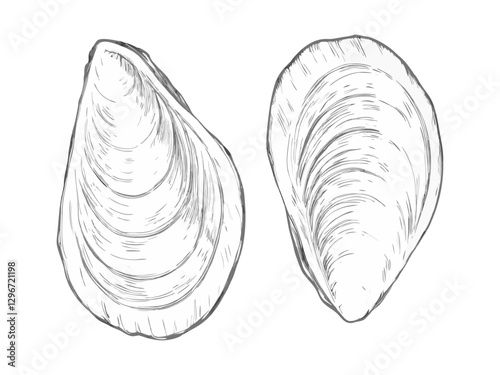 Hand-drawn sketch illustration of a mussels in vintage etching style. Detailed line art with textured shading, perfect for menus, packaging, and sea food designs