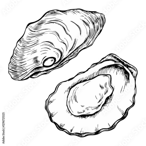 Hand-drawn sketch illustration of a oyster shell in vintage etching style. Detailed line art with textured shading, perfect for menus, packaging, and sea food designs