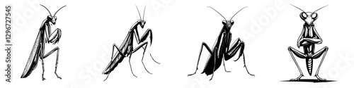 Hand-drawn vector illustrations of various mantis poses in a detailed sketch style