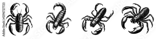 Hand drawn vector illustration of four different scorpions showcasing their unique structures and characteristics