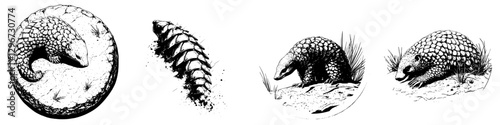 Hand drawn vector illustration of a pangolin in various poses exploring its natural habitat