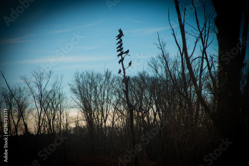 Birds on an Evening Roost, Massachusetts