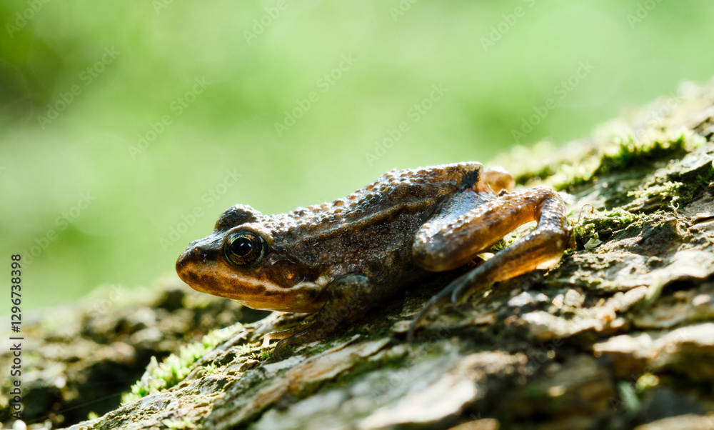 Fototapeta premium lizard on the stone