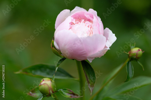 Close-up of pink peony bud with water droplets, purity, relaxation. For spa, skincare, wellness branding. Soft petals pink peony and blurred green background enhance fresh, organic appeal, serenity