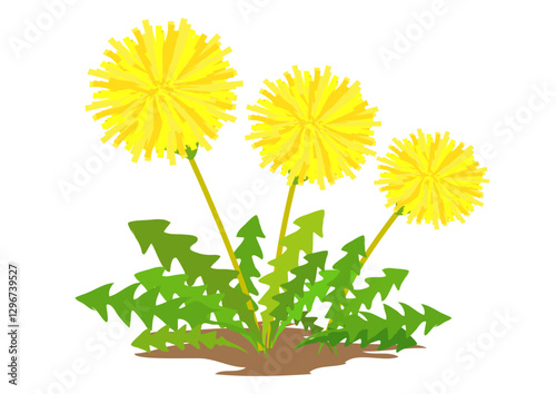 道端に咲くたんぽぽの花