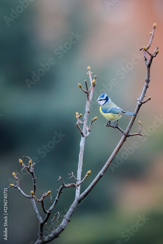 Eurasian blue tit (Cyanistes caeruleus) perched on a branch with fresh buds. photo