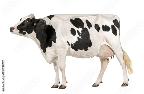 Healthy dairy cow walking on transparent background, perfect for agricultural or livestock projects photo